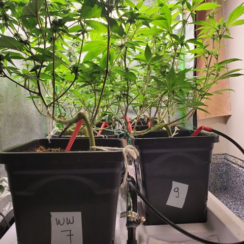 9# White Widow -  LST+ Crop growlog timeline photo