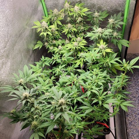 9# White Widow -  LST+ Crop growlog timeline photo