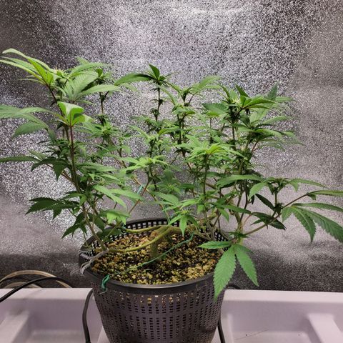 13 tops - LST growlog timeline photo