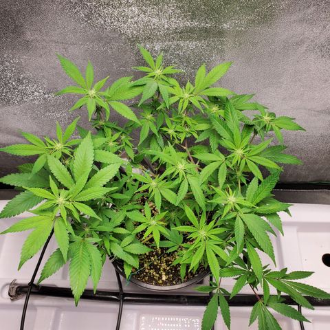 13 tops - LST growlog timeline photo