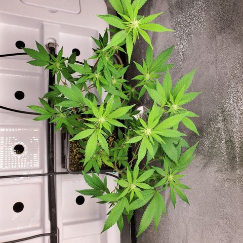 9# White Widow -  LST+ Crop growlog timeline photo