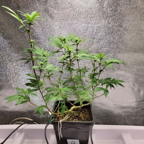 9# White Widow -  LST+ Crop growlog timeline photo