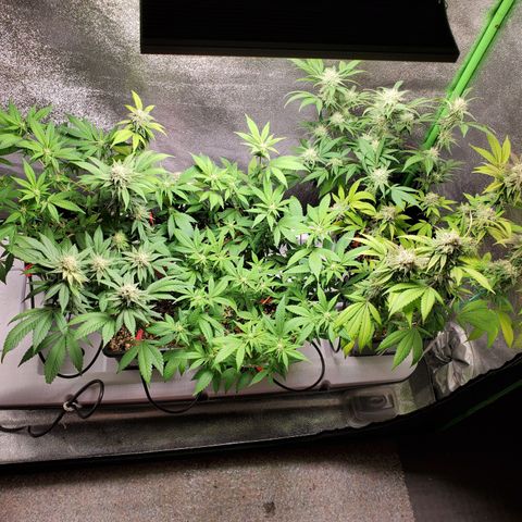 9# White Widow -  LST+ Crop growlog timeline photo