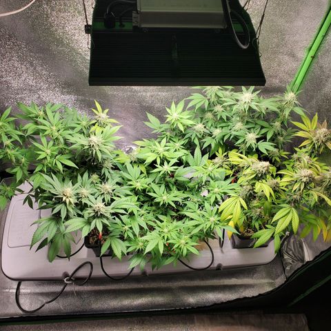 9# White Widow -  LST+ Crop growlog timeline photo