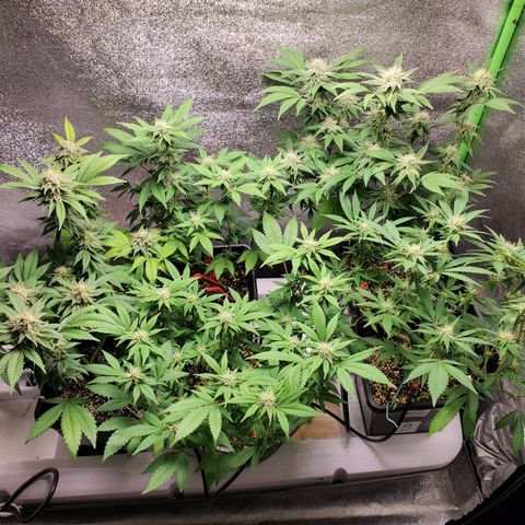 9# White Widow -  LST+ Crop growlog timeline photo