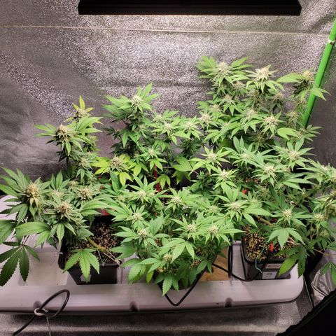 9# White Widow -  LST+ Crop growlog timeline photo