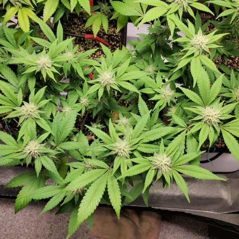 13 tops - LST growlog timeline photo