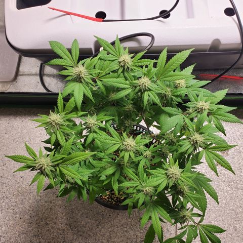 13 tops - LST growlog timeline photo