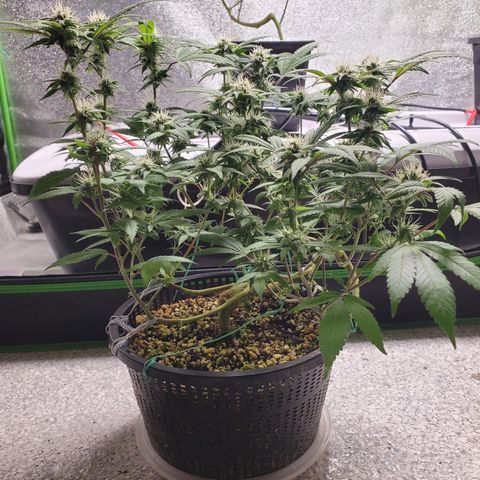 13 tops - LST growlog timeline photo