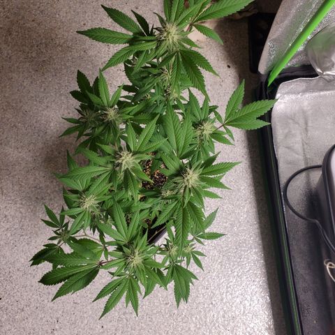 9# White Widow -  LST+ Crop growlog timeline photo