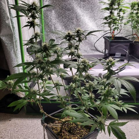 9# White Widow -  LST+ Crop growlog timeline photo