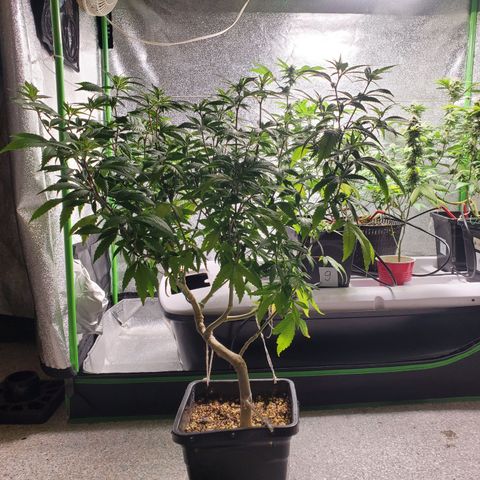 10# WW growlog timeline photo