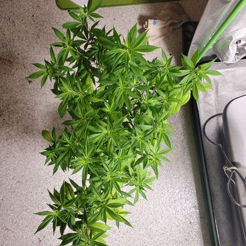 10# WW growlog timeline photo