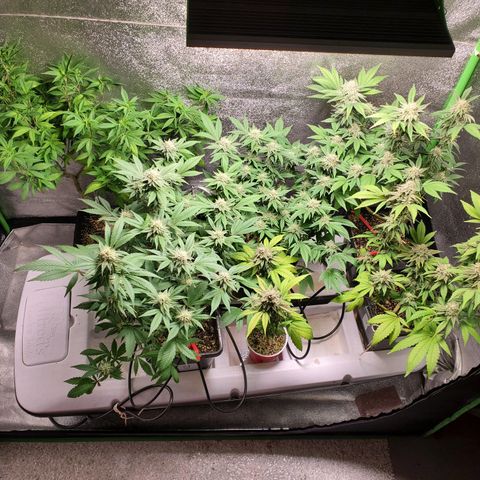 9# White Widow -  LST+ Crop growlog timeline photo