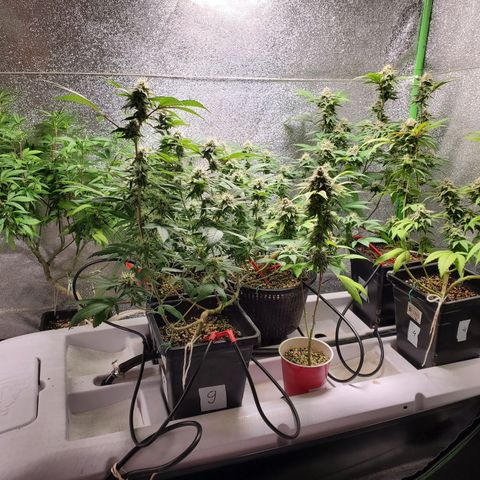 9# White Widow -  LST+ Crop growlog timeline photo