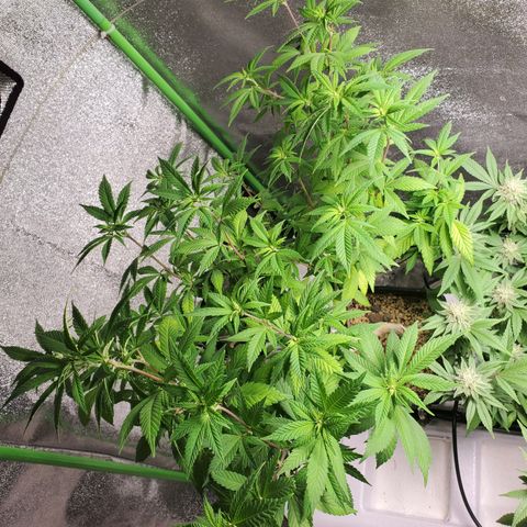 10# WW growlog timeline photo