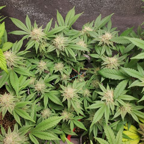 13 tops - LST growlog timeline photo