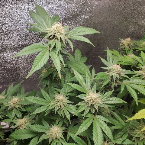 9# White Widow -  LST+ Crop growlog timeline photo