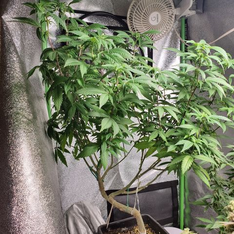10# WW growlog timeline photo