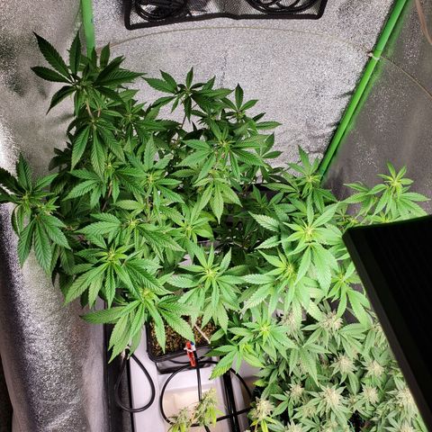 10# WW growlog timeline photo