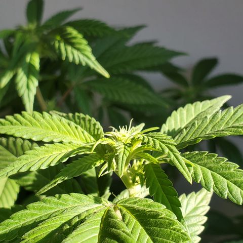 10# WW growlog timeline photo