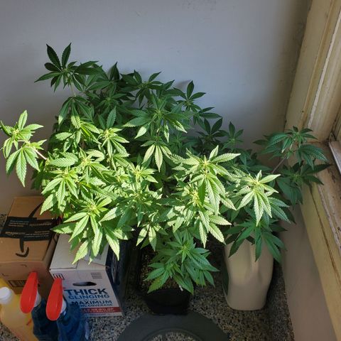 10# WW growlog timeline photo