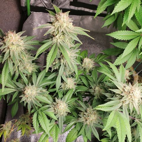 9# White Widow -  LST+ Crop growlog timeline photo