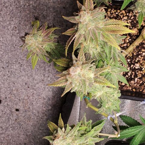 9# White Widow -  LST+ Crop growlog timeline photo