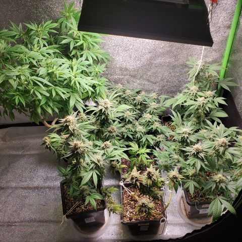 9# White Widow -  LST+ Crop growlog timeline photo
