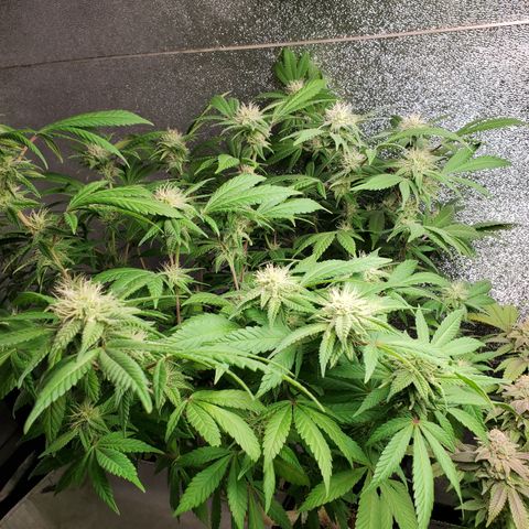10# WW growlog timeline photo