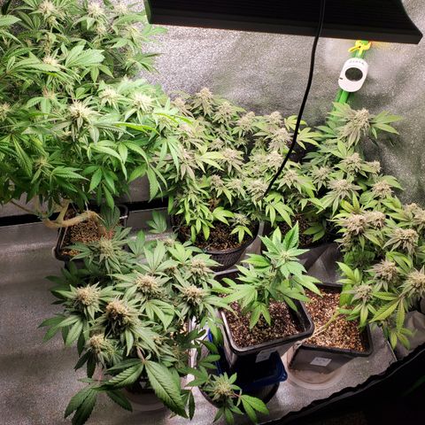 9# White Widow -  LST+ Crop growlog timeline photo