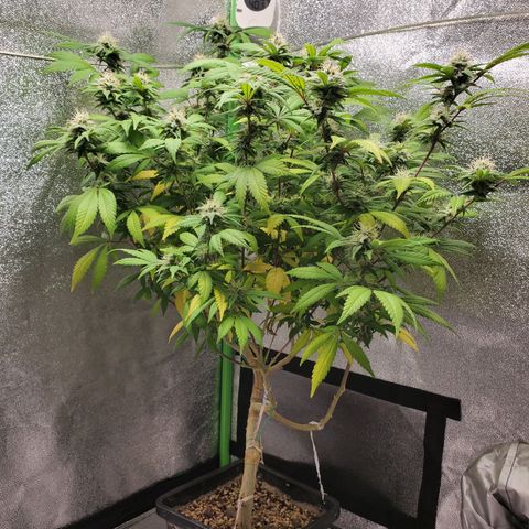 10# WW growlog timeline photo