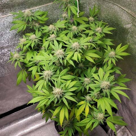 10# WW growlog timeline photo