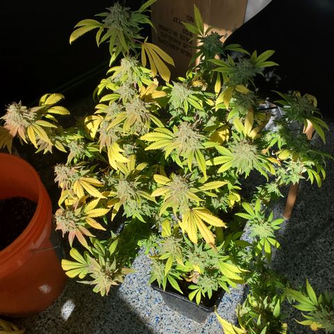 10# WW growlog timeline photo