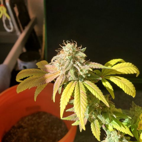 10# WW growlog timeline photo