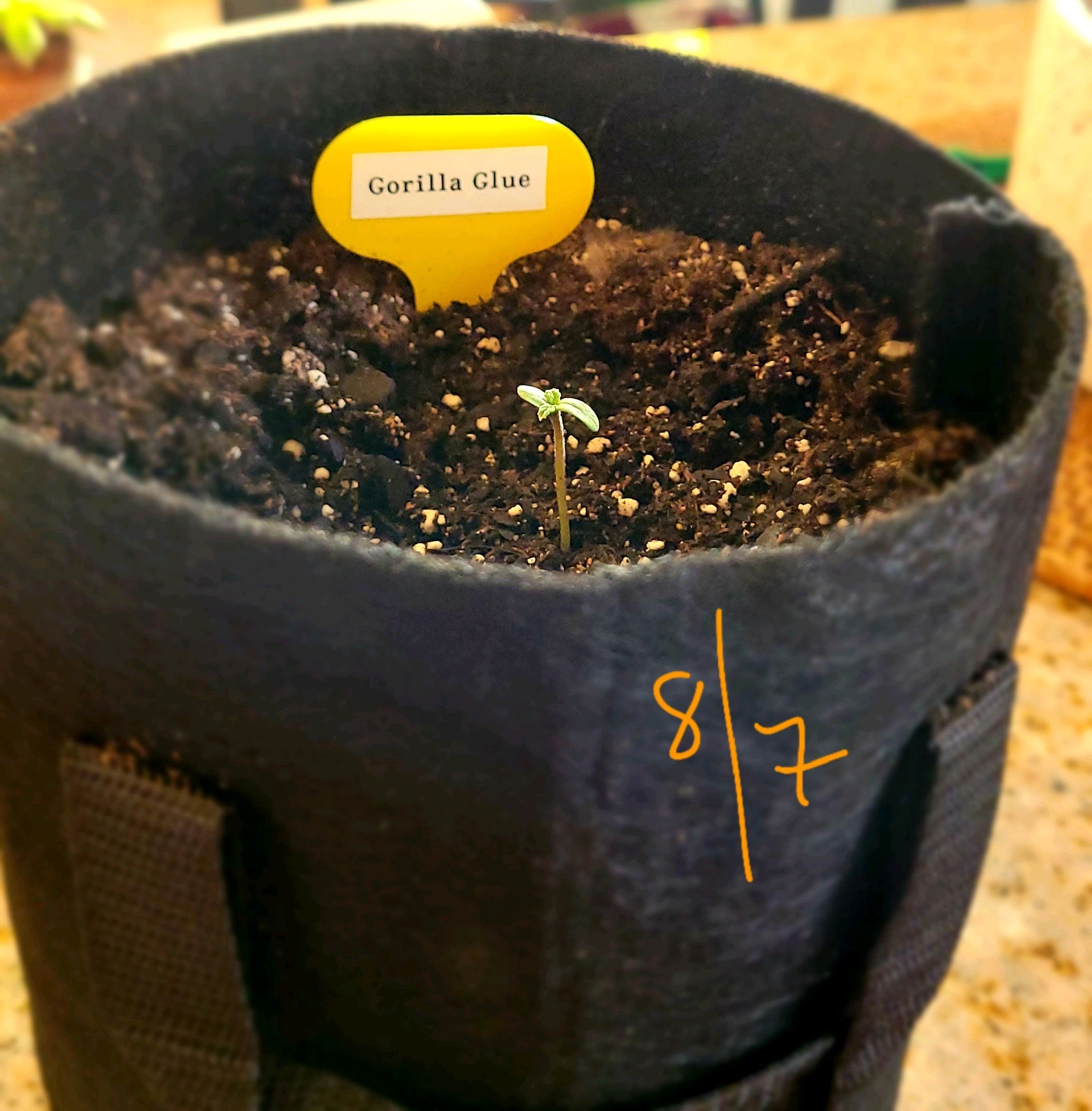 Gorilla Glue growlog header