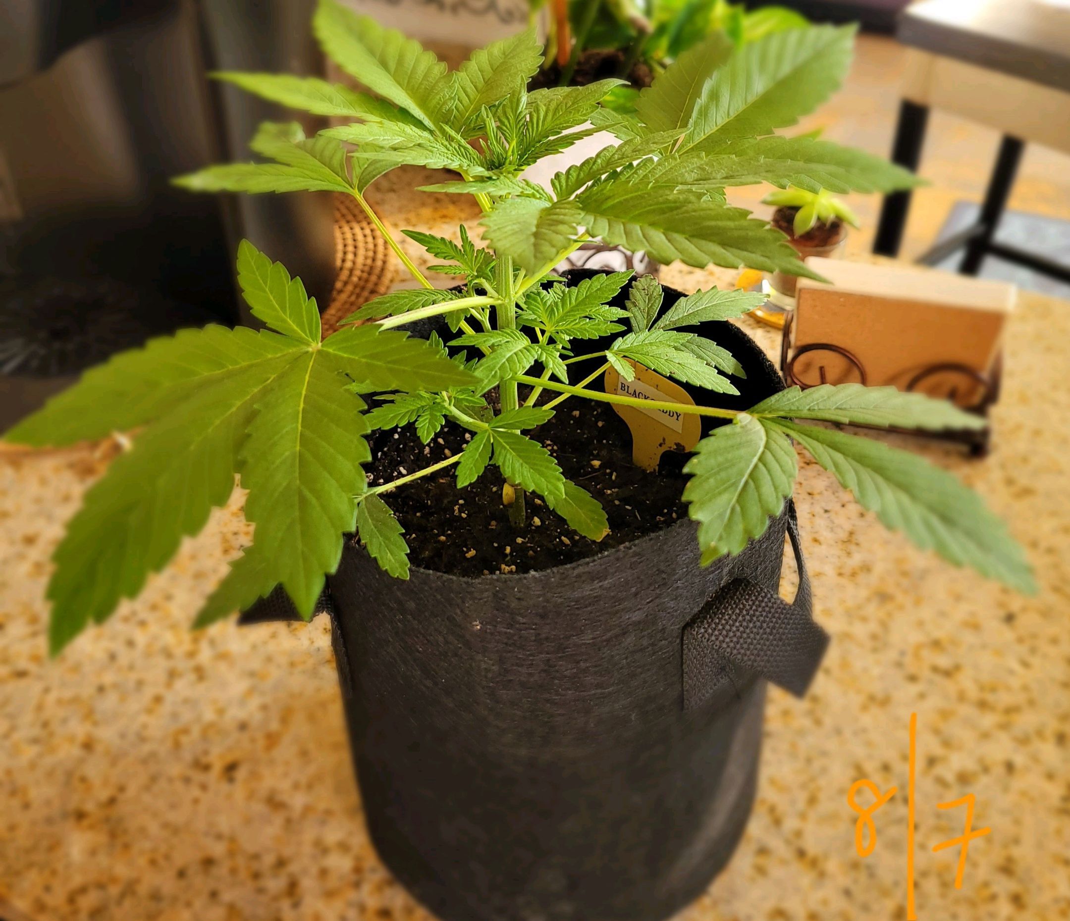 Black Caddy growlog header