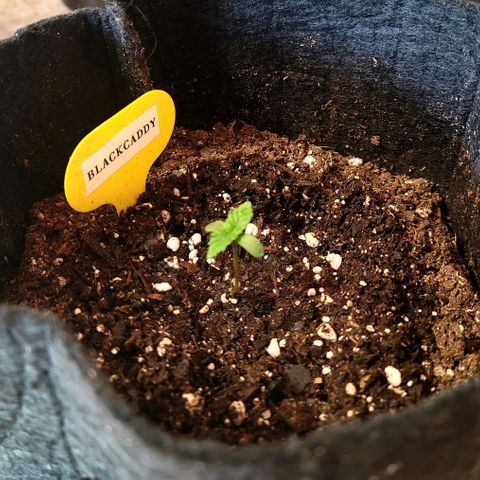 Black Caddy growlog timeline photo