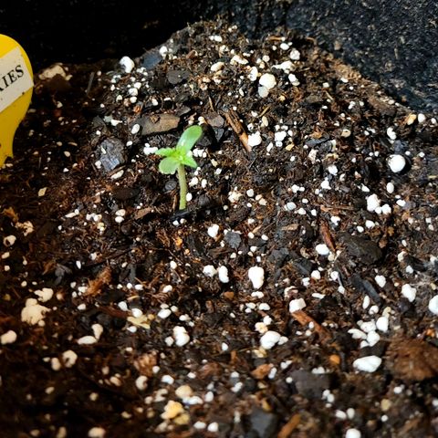 Animal Cookies  growlog timeline photo