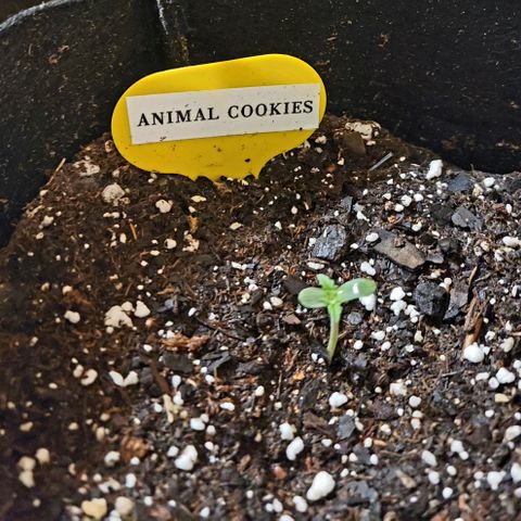 Animal Cookies  growlog timeline photo
