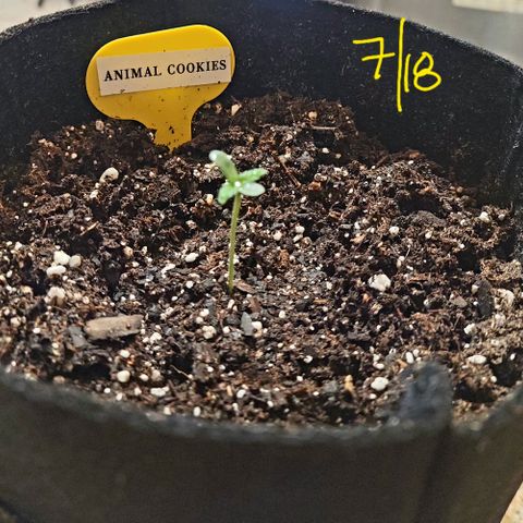 Animal Cookies  growlog timeline photo