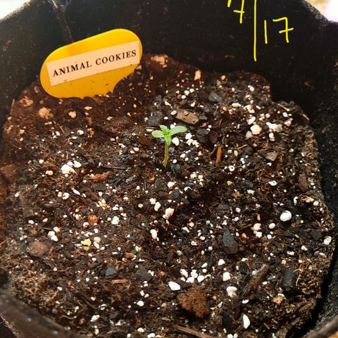 Animal Cookies  growlog timeline photo