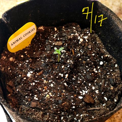 Animal Cookies  growlog timeline photo