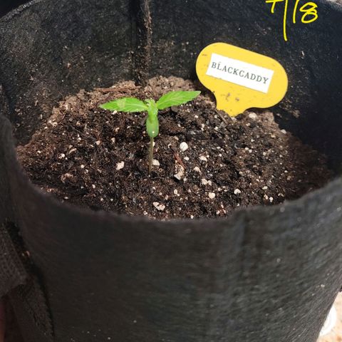 Black Caddy growlog timeline photo