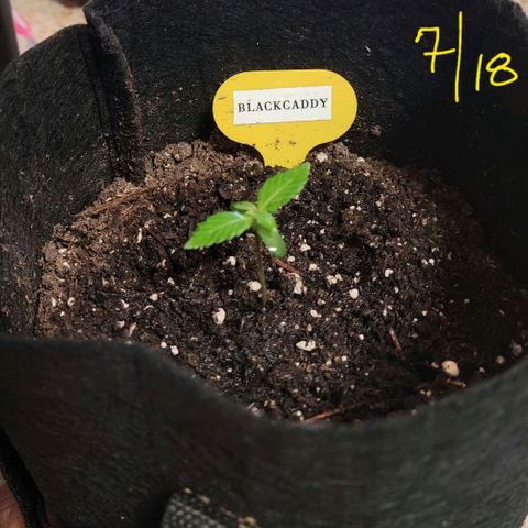 Black Caddy growlog timeline photo