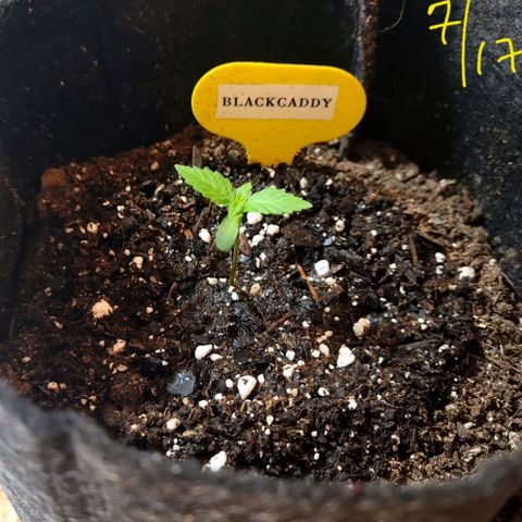 Black Caddy growlog timeline photo