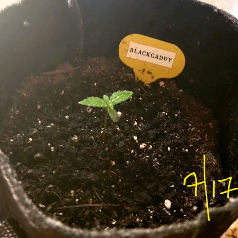 Black Caddy growlog timeline photo