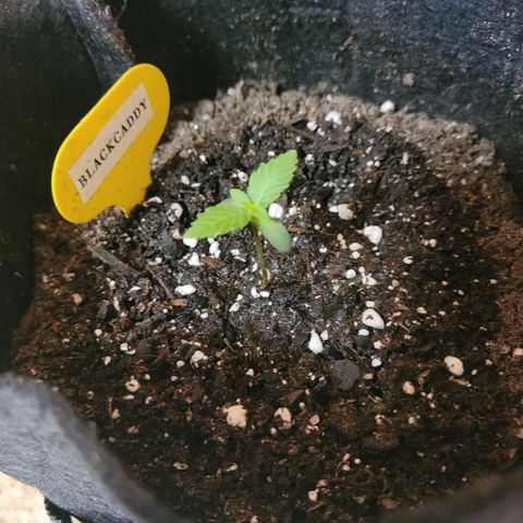 Black Caddy growlog timeline photo