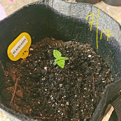 Black Caddy growlog timeline photo