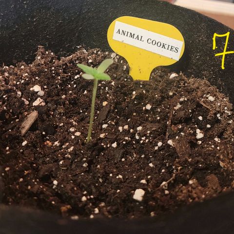Animal Cookies  growlog timeline photo